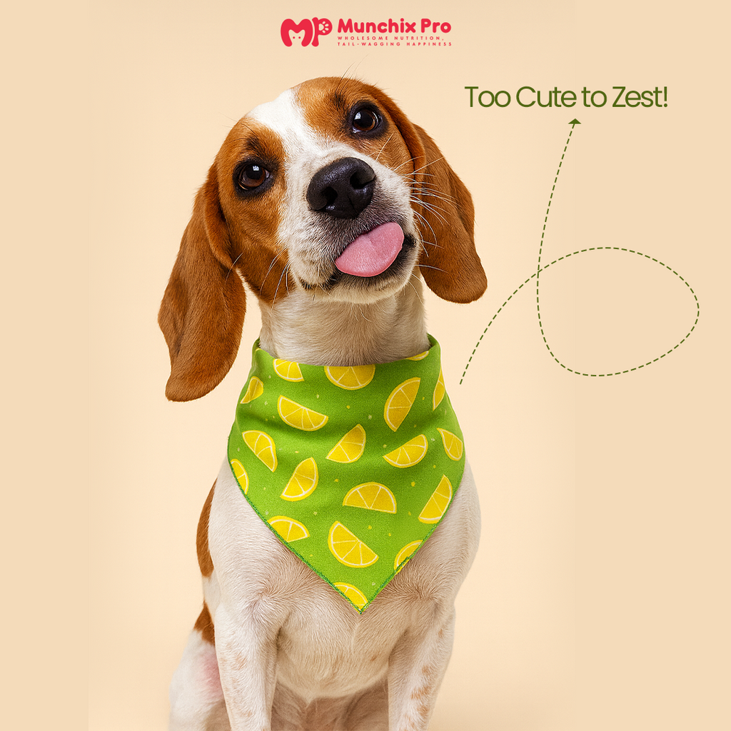 Cool Bandana For Dogs & Cats