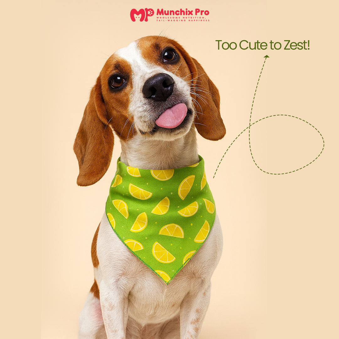 Cool Bandana For Dogs & Cats