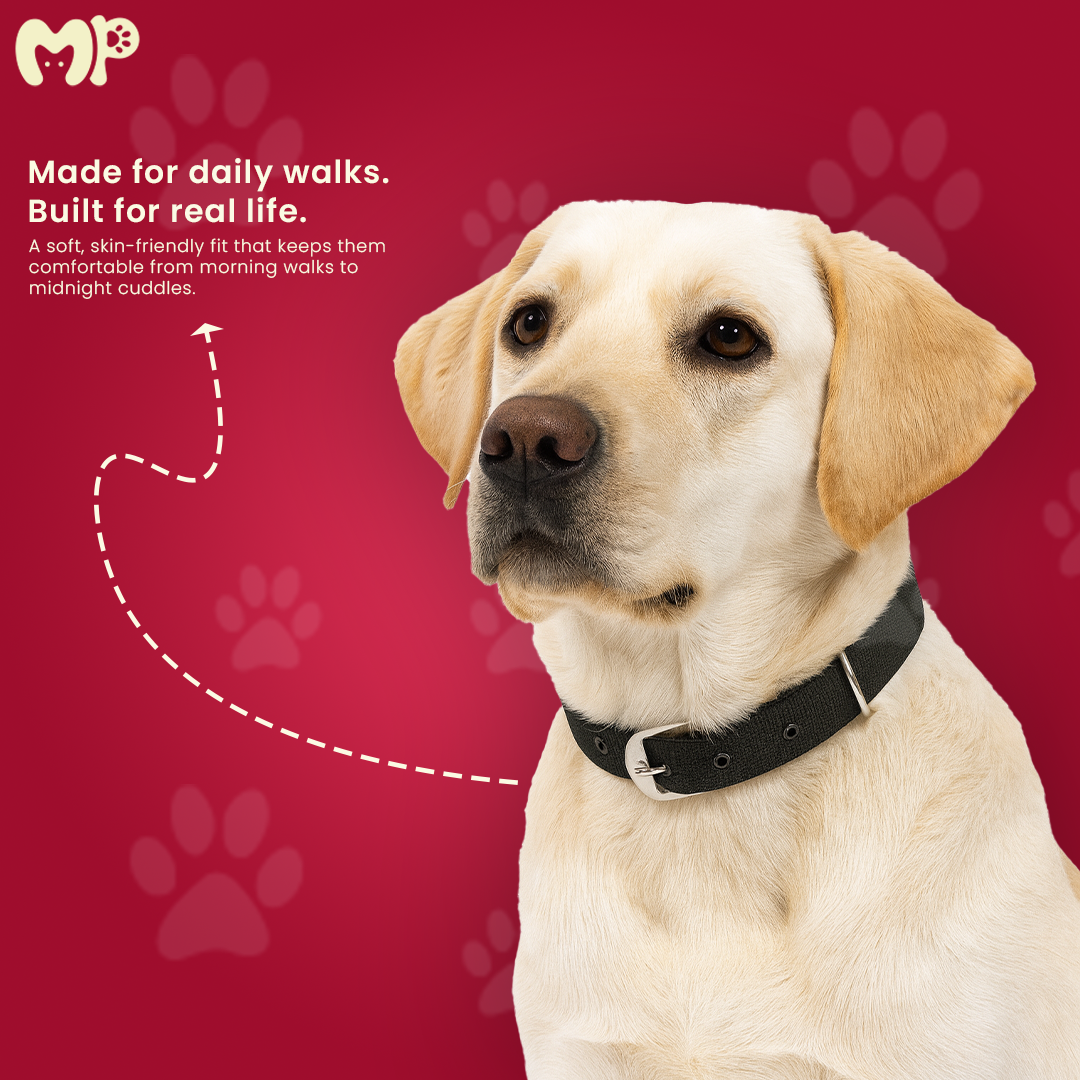 Dog PP Collar 1.25 Inch