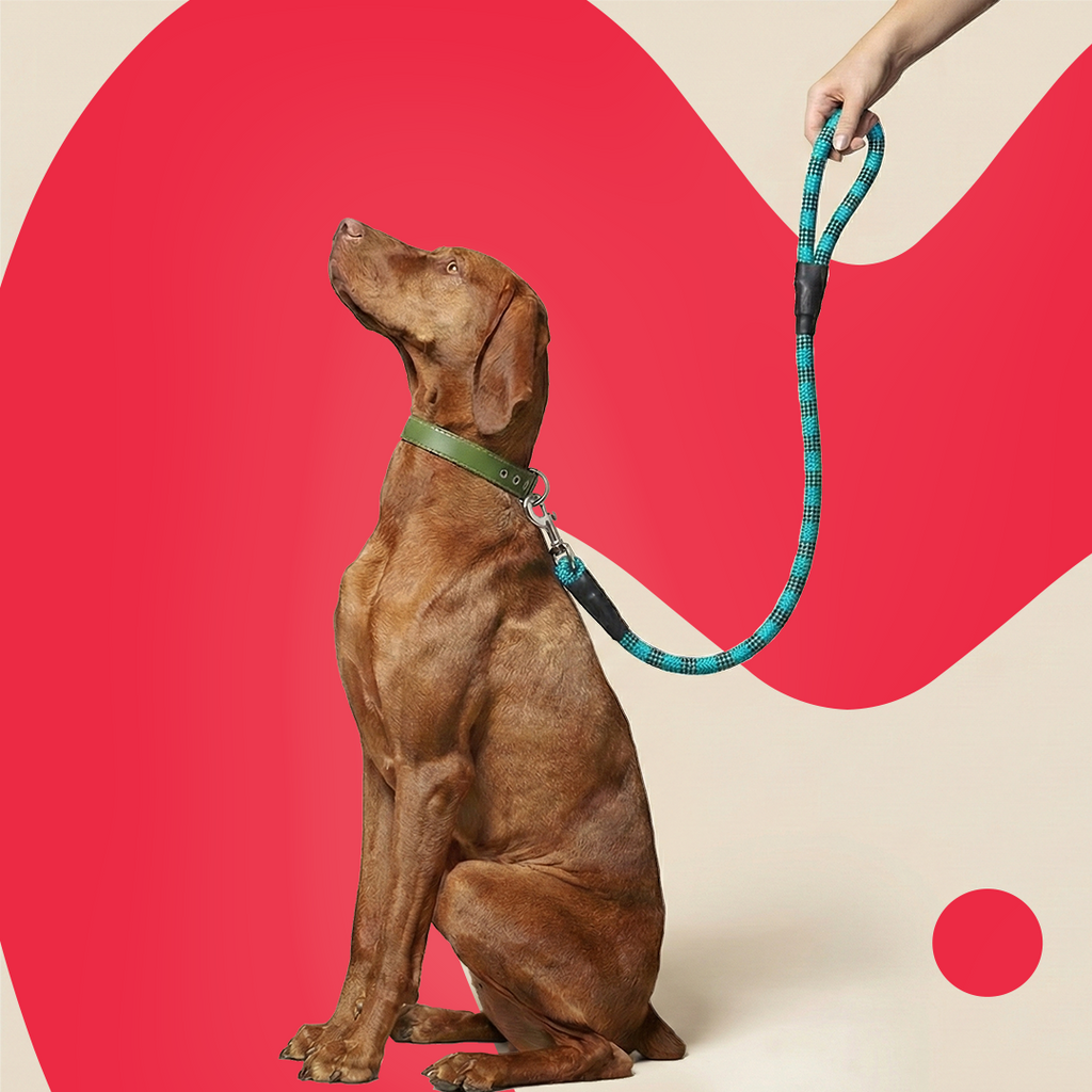 Dog Rope Leash Suitable for Dogs 9mm | Leash for Small, Medium Dogs|Walking Rope