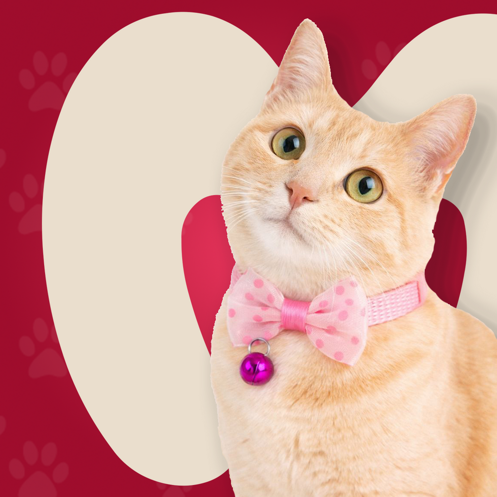 Bow Collar For Kitten & Cat