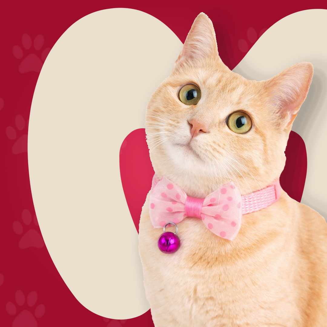 Bow Collar For Kitten & Cat