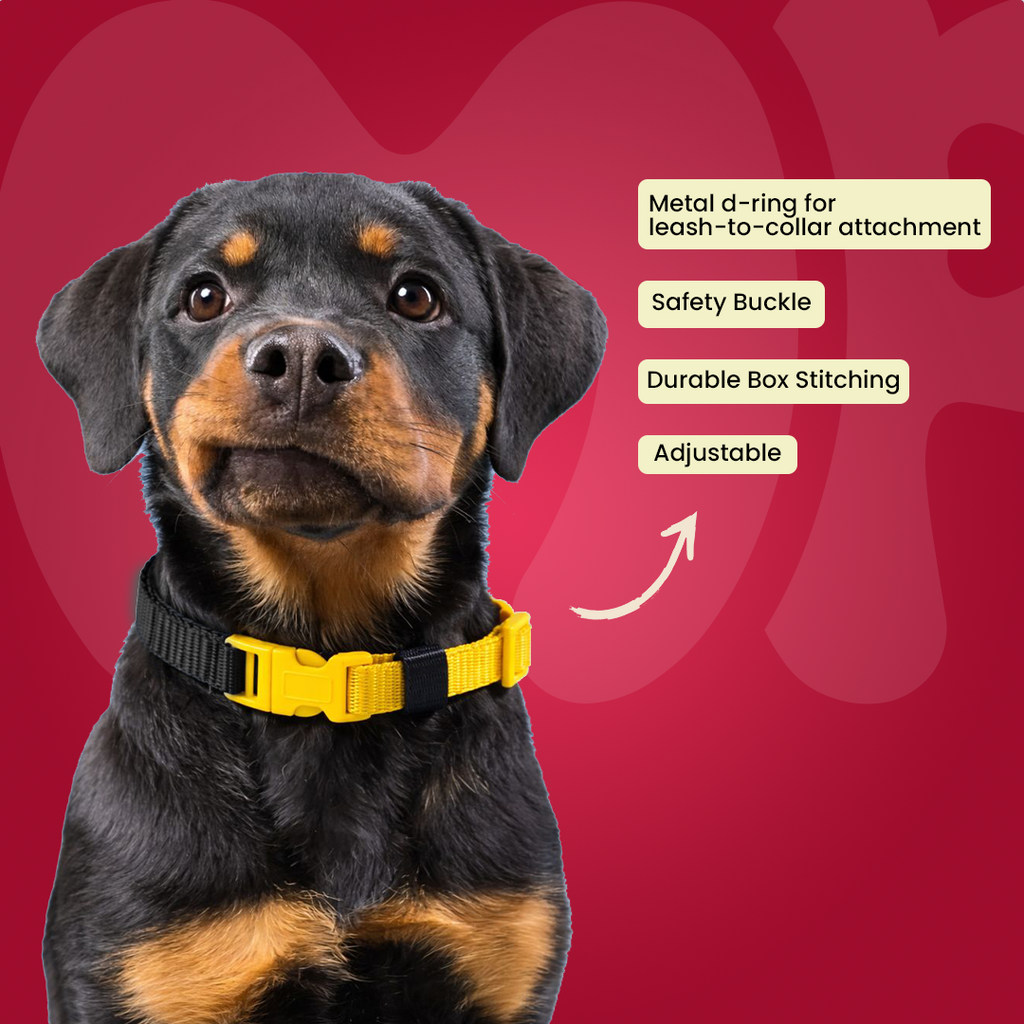 Colorful Collar for Puppy 12mm