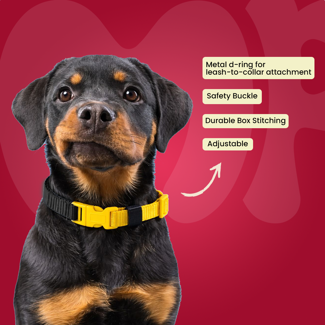 Colorful Collar for Puppy 12mm