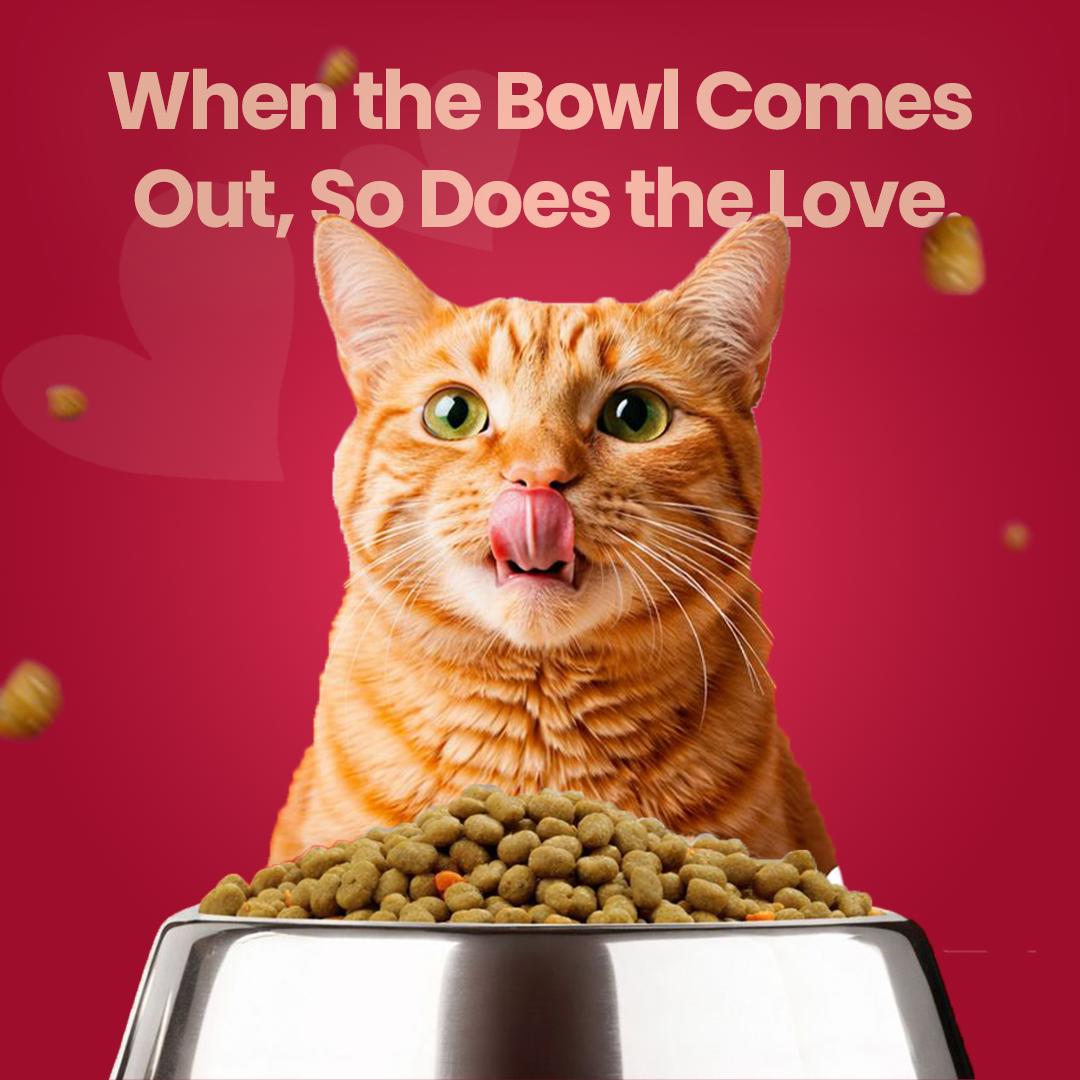 Kitten Food by Munchix Pro 500gm