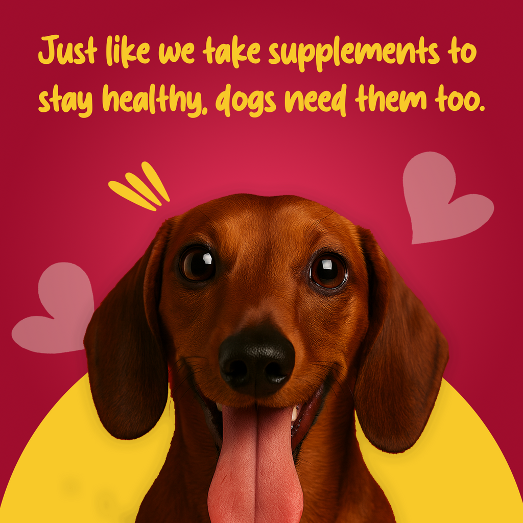 Puppy Starter Dry Dog Food Munchix Pro