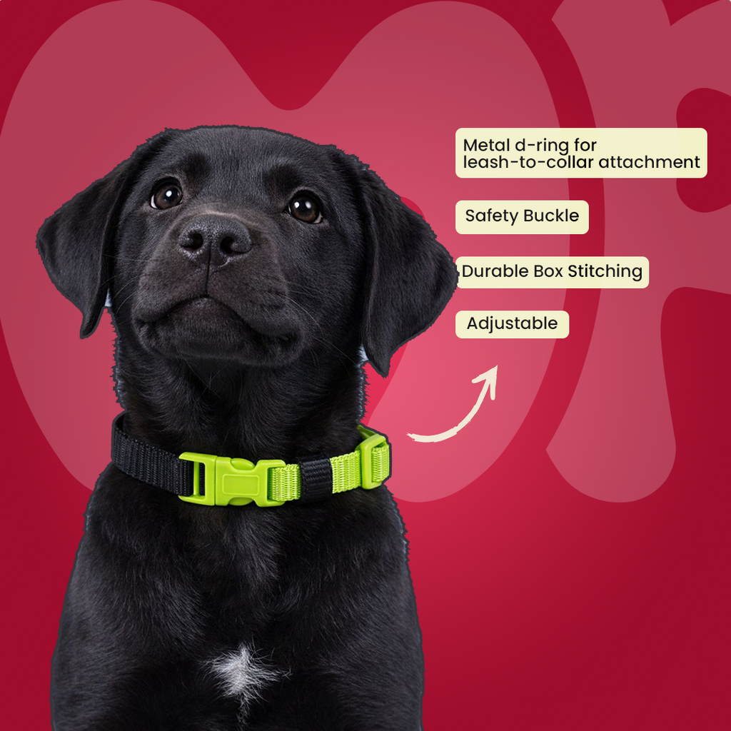 Colorful Collar for Puppy 12mm