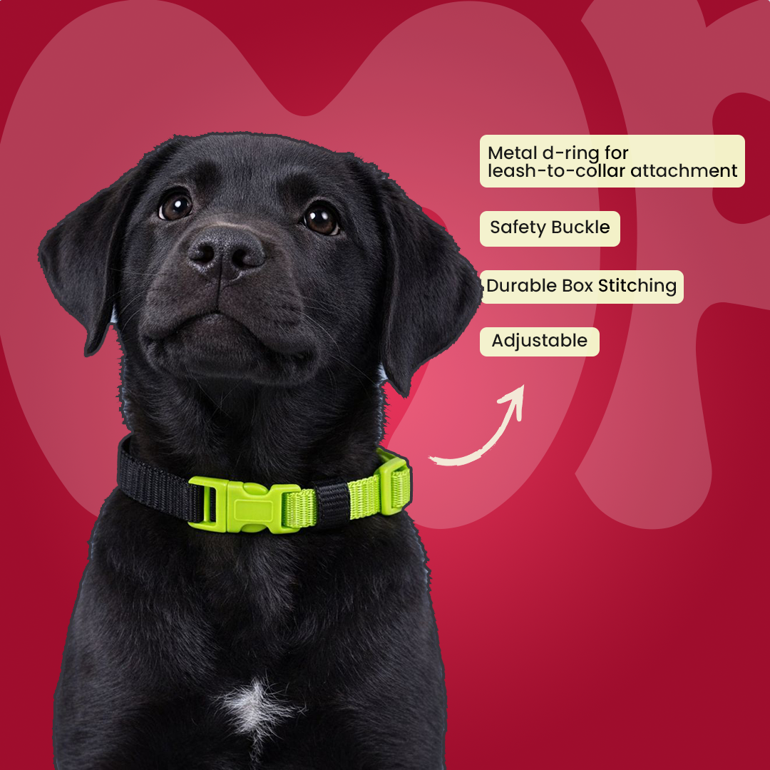 Colorful Collar for Puppy 12mm