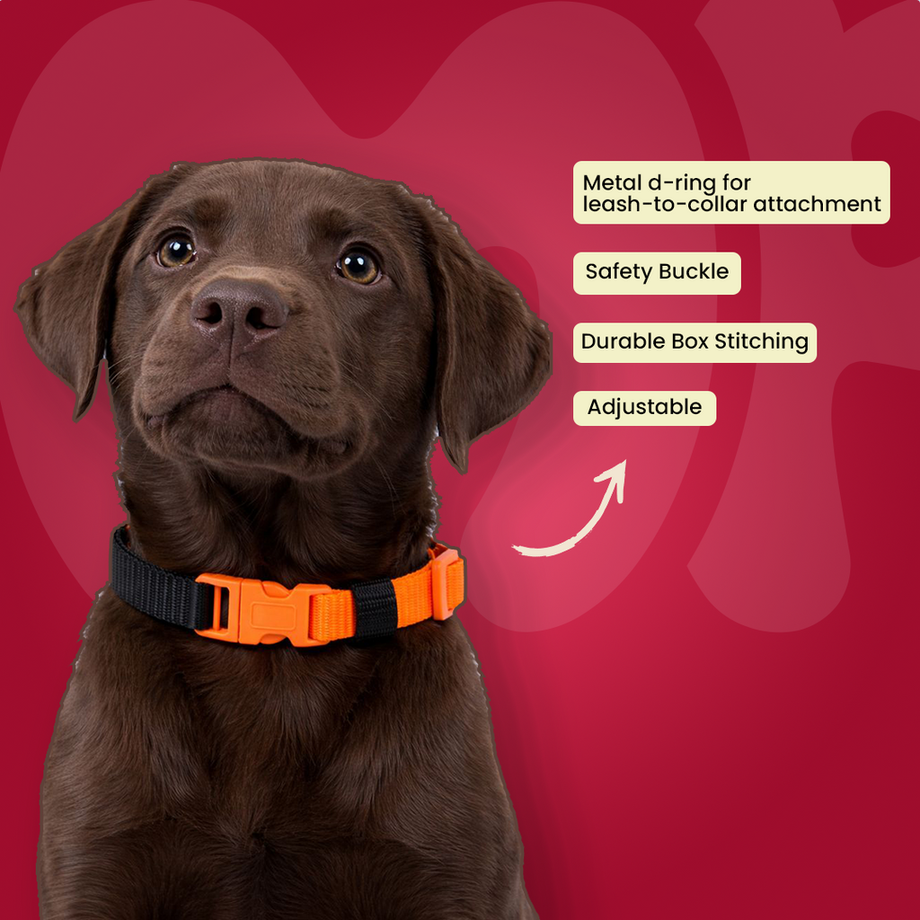 Colorful Collar for Puppy 12mm