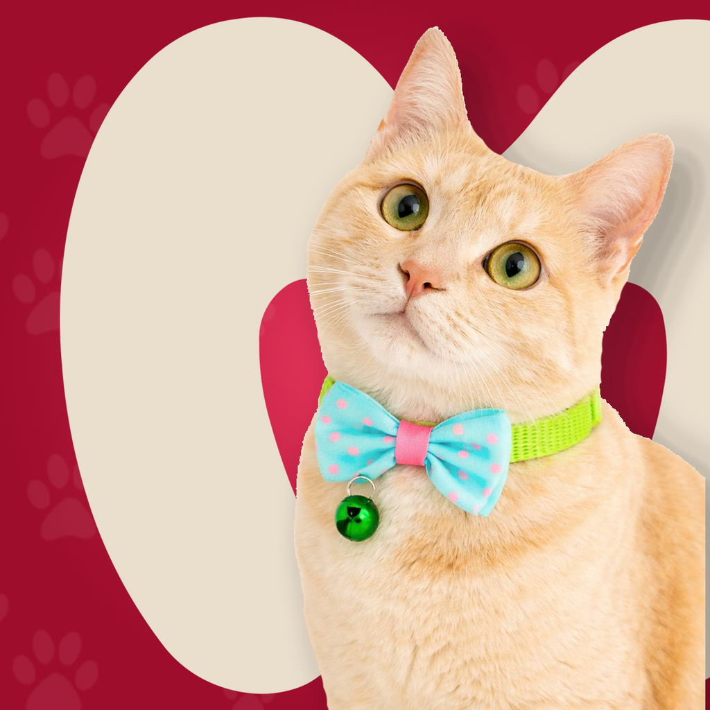 Bow Collar For Kitten & Cat