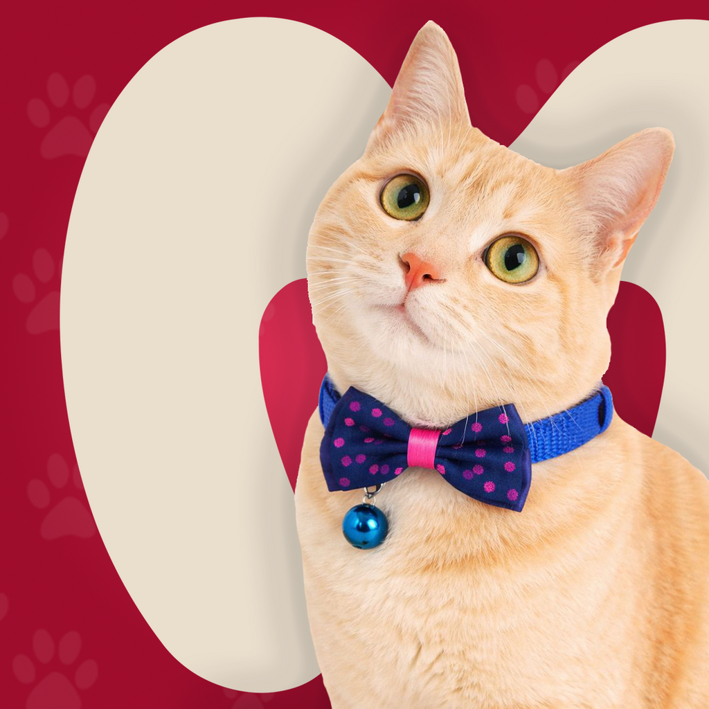 Bow Collar For Kitten & Cat