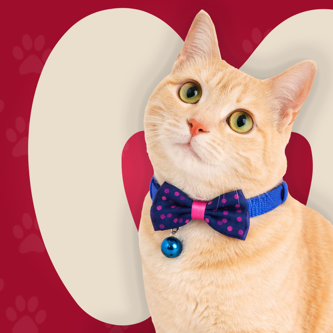 Bow Collar For Kitten & Cat