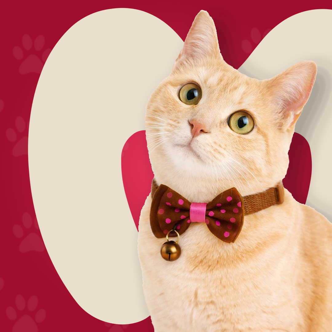 Bow Collar For Kitten & Cat