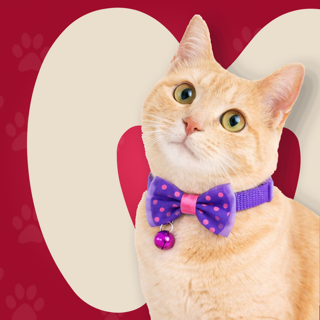 Bow Collar For Kitten & Cat