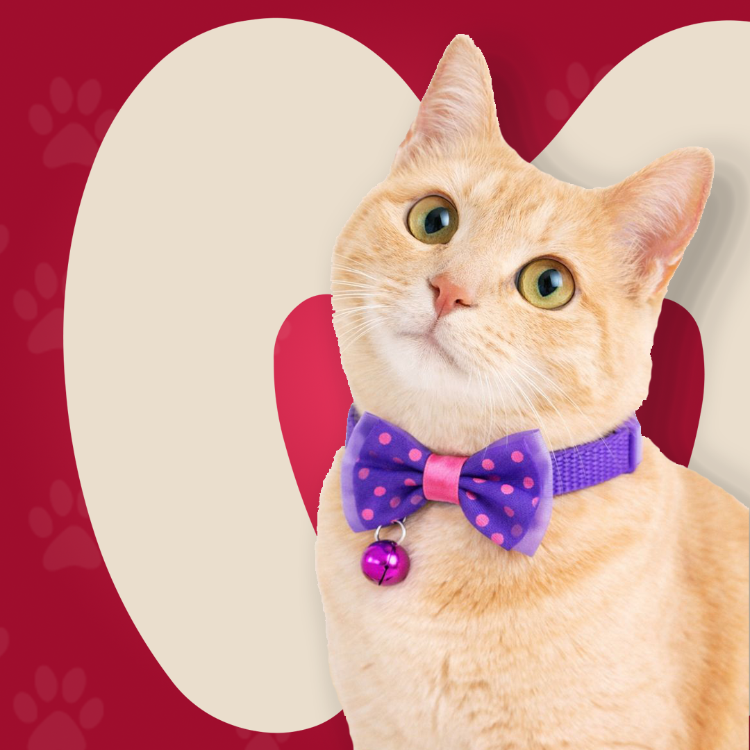Bow Collar For Kitten & Cat
