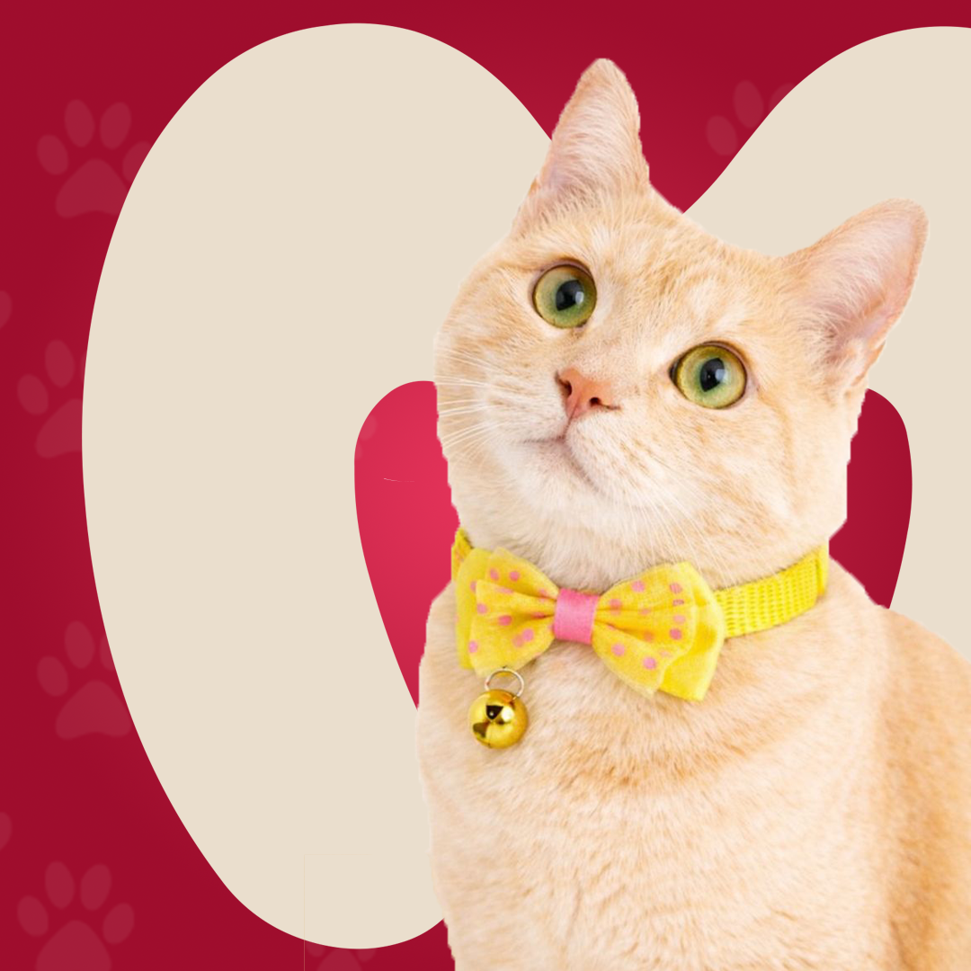 Bow Collar For Kitten & Cat
