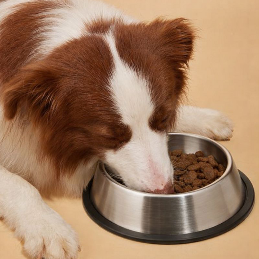 Pet Food Bowl - Cat and Dog Bowl Stainless Steel - Munchix Pro