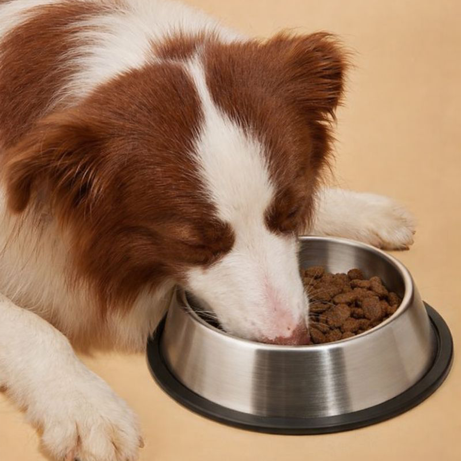 Pet Food Bowl - Cat and Dog Bowl Stainless Steel - Munchix Pro